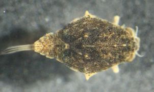 baetiscidae